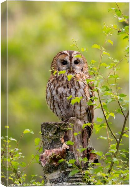 Tawny Owl Canvas Print by Steve Grundy