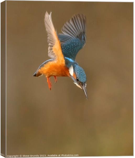 Hovering Kingfisher Canvas Print by Steve Grundy