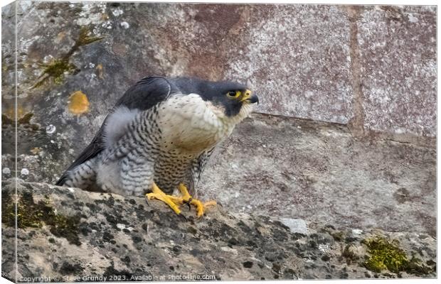 Peregrine Falcon at Winchester Cathedral (Winnie) Canvas Print by Steve Grundy