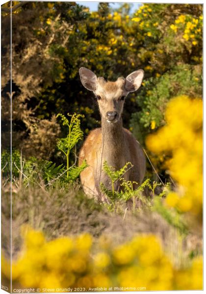 Deer Amongst Gorse  Canvas Print by Steve Grundy