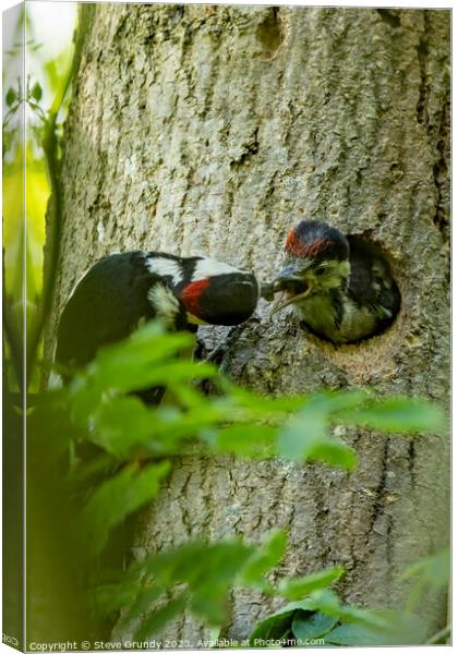 Great Spotted Woodpecker feeding chick Canvas Print by Steve Grundy