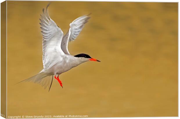 Common Tern Taking Flight  Canvas Print by Steve Grundy