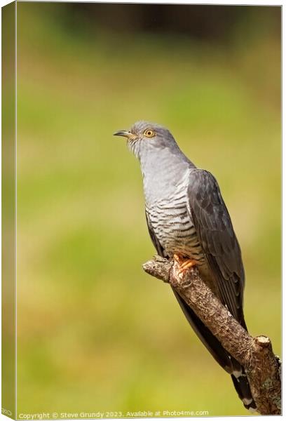 Elegant Cuckoo Perching Canvas Print by Steve Grundy