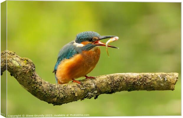 Kingfisher Fish Toss Canvas Print by Steve Grundy