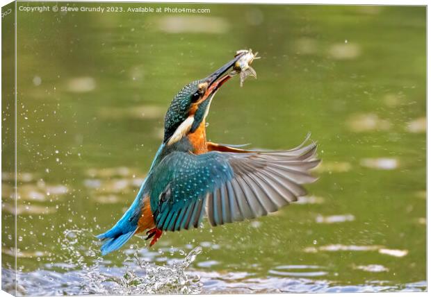 Kingfisher emerging with fish Canvas Print by Steve Grundy