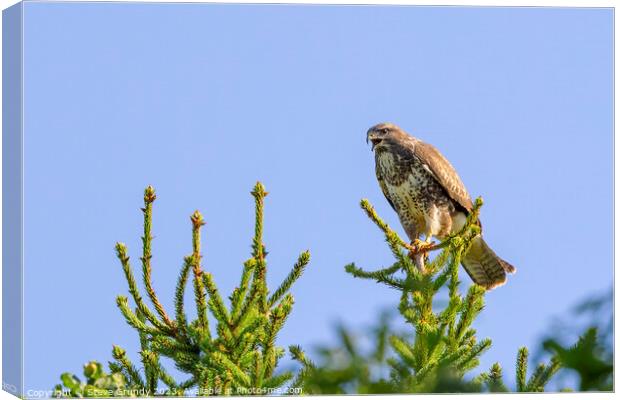 Buzzard Early Morning Call Canvas Print by Steve Grundy