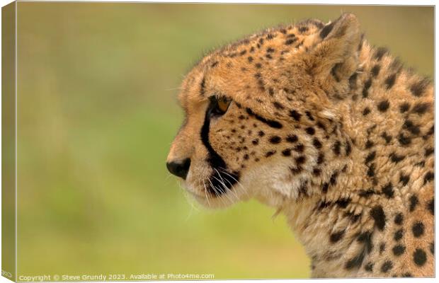 Cheetah - admiring the view Canvas Print by Steve Grundy