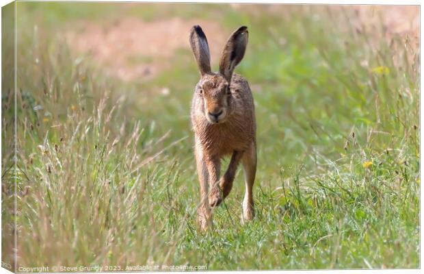 Hare in Meadow Canvas Print by Steve Grundy