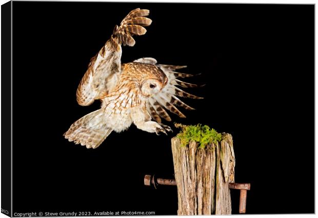 Wild Tawny Owl Flying Canvas Print by Steve Grundy