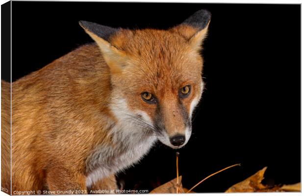 Close up of Rural Fox Canvas Print by Steve Grundy