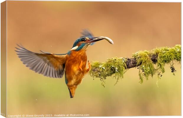 Kingfisher with fish Canvas Print by Steve Grundy