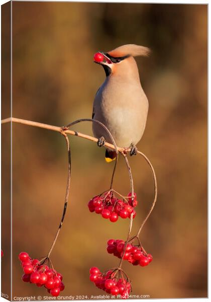 Bohemian Waxwing with Red Berry Canvas Print by Steve Grundy