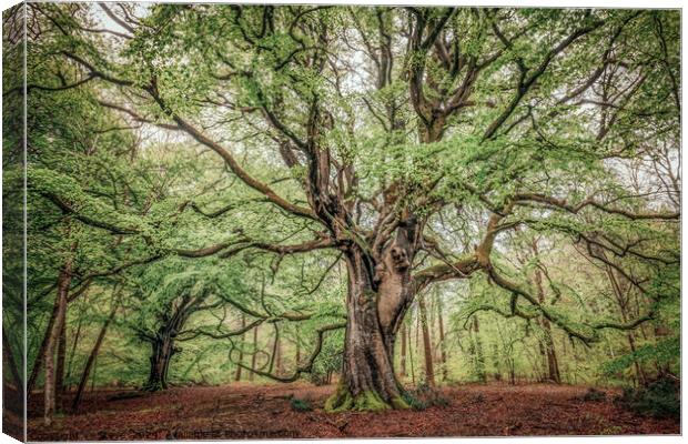 Beautiful Spring Beech Tree , Savernake Forest, Marlborough, Wiltshire, UK Canvas Print by Steve 