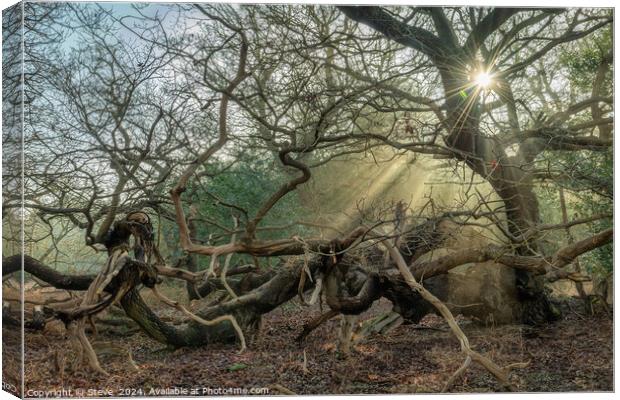 Sunlight Streaming Through Ancient Oak Trees, Staverton Thicks, Suffolk Canvas Print by Steve 
