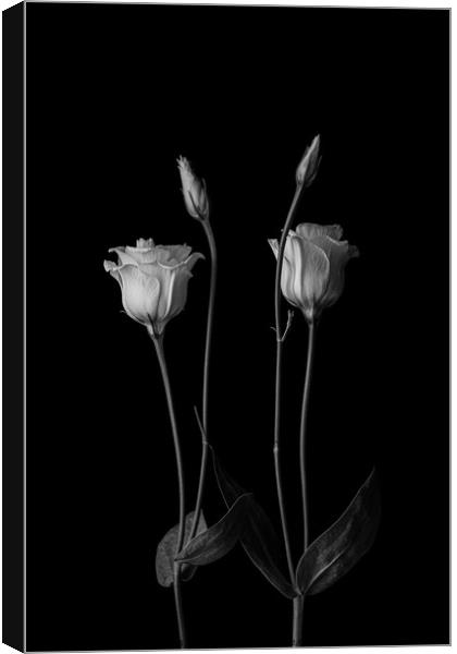 Flowers Heads Canvas Print by Arnold Certa