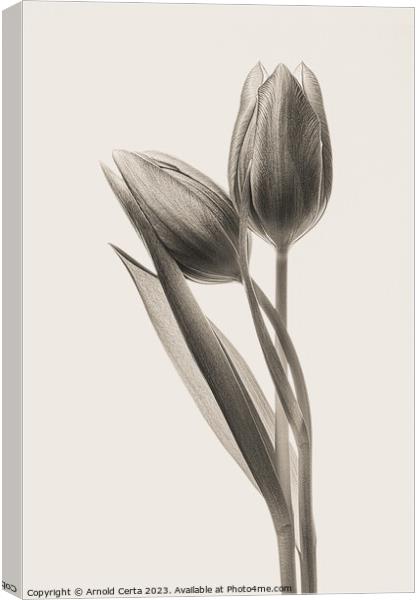 tulips in black Canvas Print by Arnold Certa