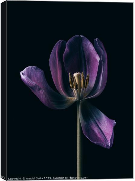 Purple Tulip  Canvas Print by Arnold Certa
