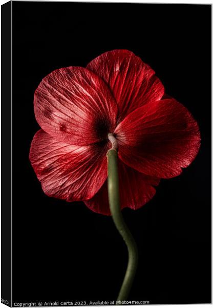 Red flower Canvas Print by Arnold Certa