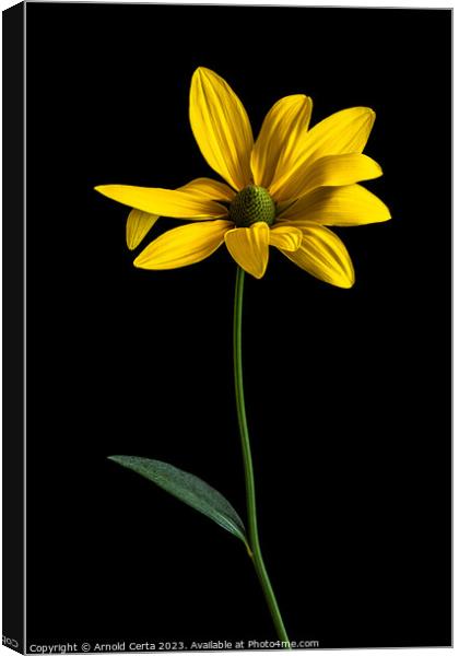 Yellow flower Canvas Print by Arnold Certa