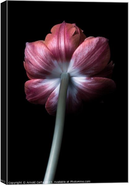 Tulip Canvas Print by Arnold Certa