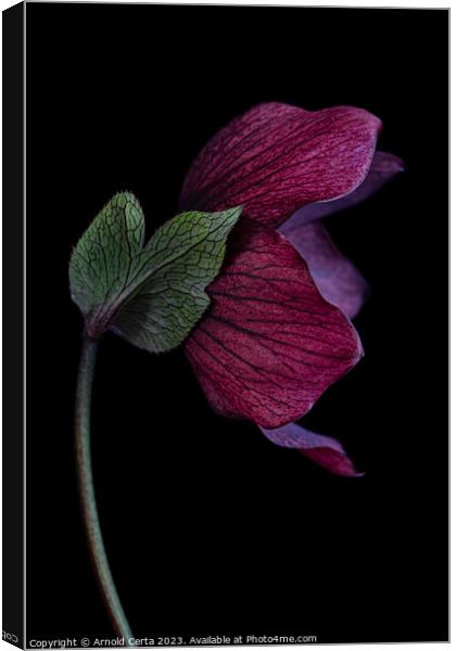 Plant flower Canvas Print by Arnold Certa