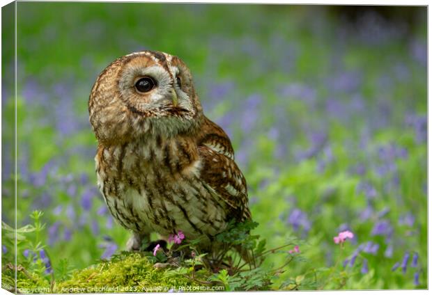 Enchanting Tawny Owl Amid Bluebells Canvas Print by Andy Critchfield