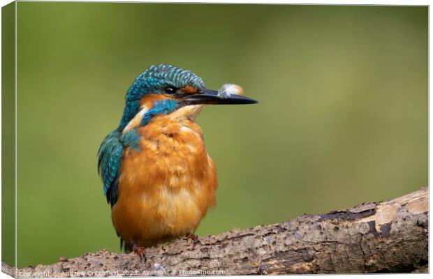 Kingfisher Canvas Print by Andy Critchfield