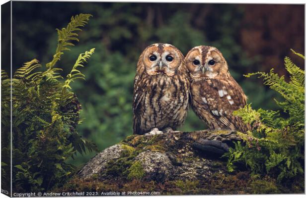 Enchanting Tawny Owls Canvas Print by Andy Critchfield