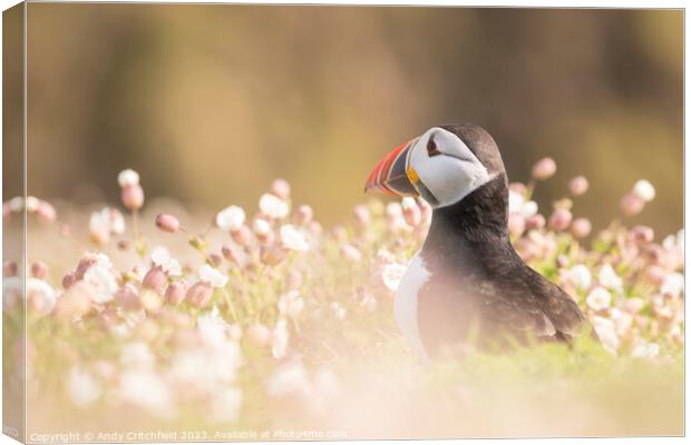 Puffin on Skomer Canvas Print by Andy Critchfield