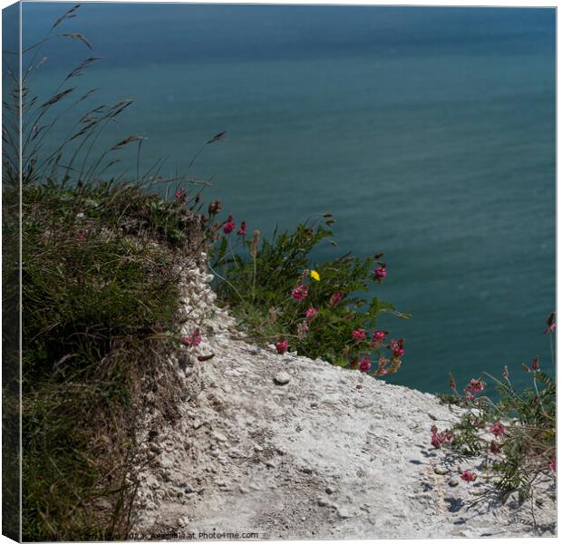 Cliff Top Canvas Print by Tom Lloyd