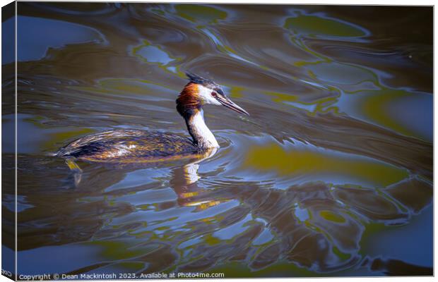 Artistic Showing of The Great Crested Grebe Canvas Print by Dean Mackintosh