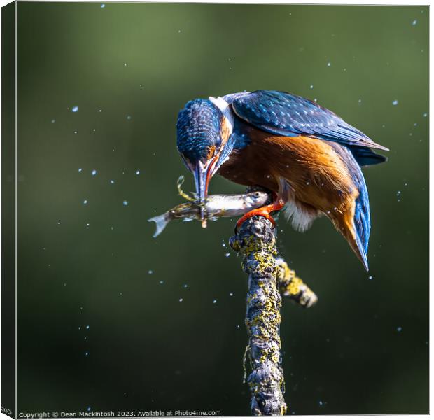 Kingfisher Catch Of The Day Canvas Print by Dean Mackintosh
