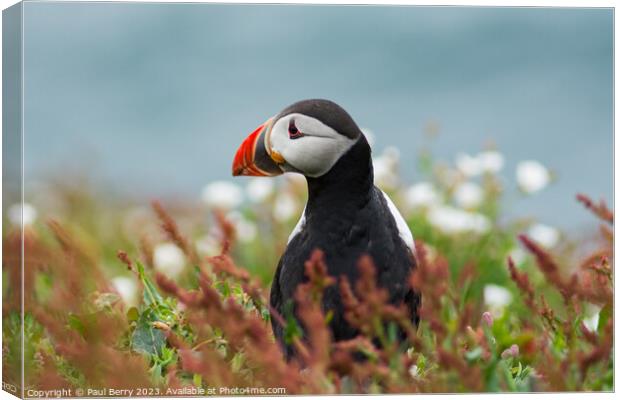 Puffin peering from surrounding gorse  Canvas Print by Paul Berry