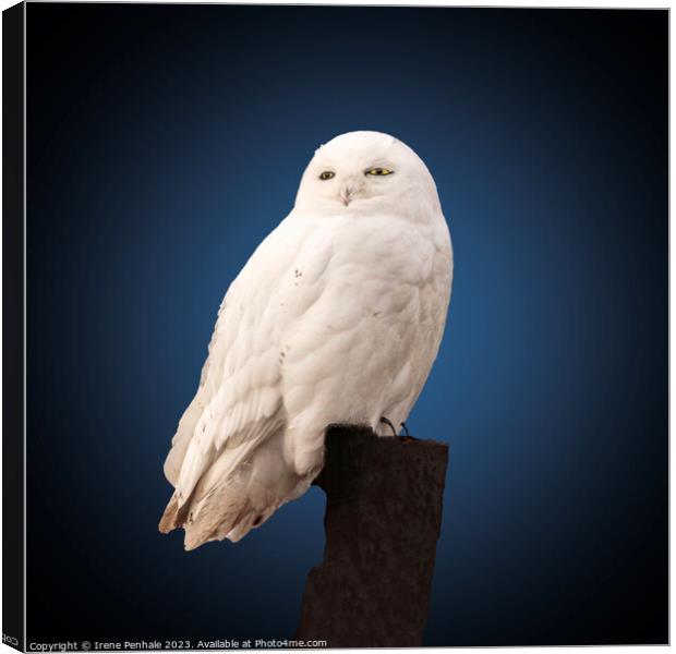 Majestic Snowy Owl Canvas Print by Irene Penhale
