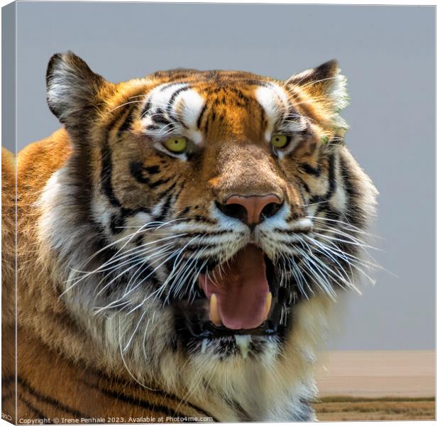 Majestic Tiger Roars for the Camera Canvas Print by Irene Penhale