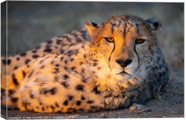 An African cheetah basks in the late afternoon sun Canvas Print by Rob Schultz