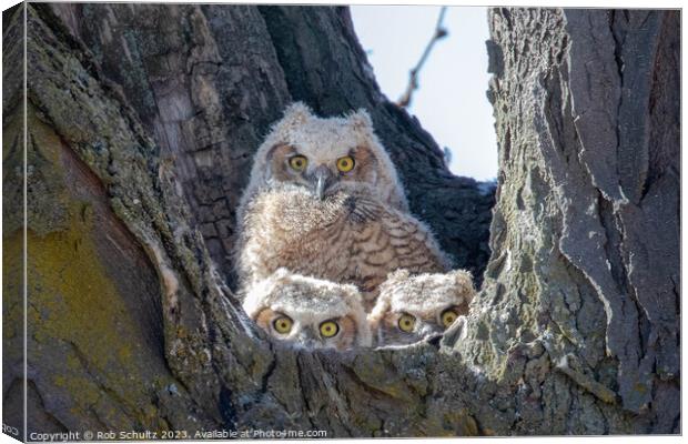 Great Horned Owl Chicks in Nest Canvas Print by Rob Schultz