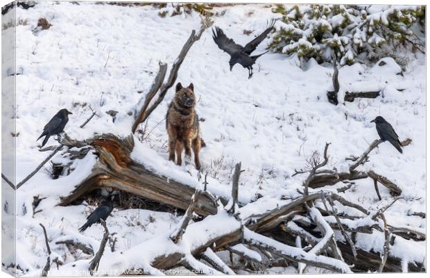 Gray Wolf and Ravens in Yellowstone National Park Canvas Print by Rob Schultz