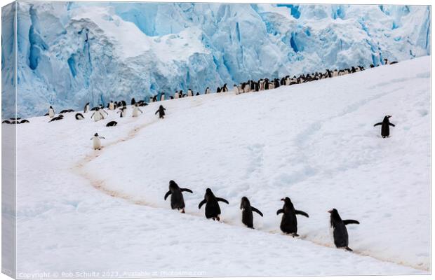 Gentoo Penguins climb a hill in Antarctica Canvas Print by Rob Schultz