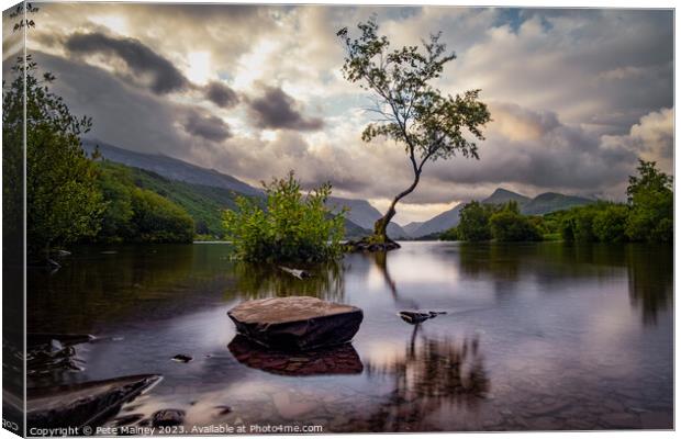The Lone Tree of LLyn Padarn Canvas Print by Pete Mainey