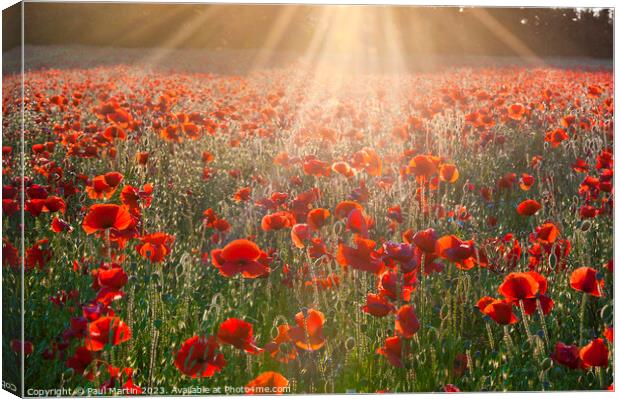 Sunburst Poppies Canvas Print by Paul Martin