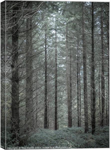 Enchanted Forest Solitude Canvas Print by Paul Martin