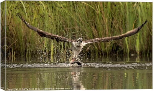 Osprey's Aerial Triumph with Trout Canvas Print by Garry Bree