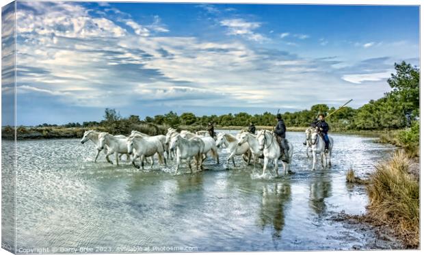 Dazzling Camargue Equines in Motion Canvas Print by Garry Bree
