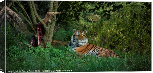 Amur Tiger Canvas Print by Garry Bree