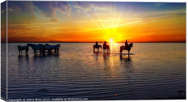 Camargue Horses at Sunrise Canvas Print by Garry Bree