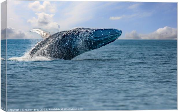 Breaching Humpback Whale Canvas Print by Garry Bree