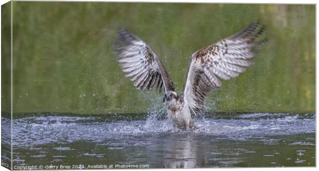 An Osprey flying out of the water Canvas Print by Garry Bree