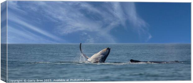 Humpback Whales at play Canvas Print by Garry Bree