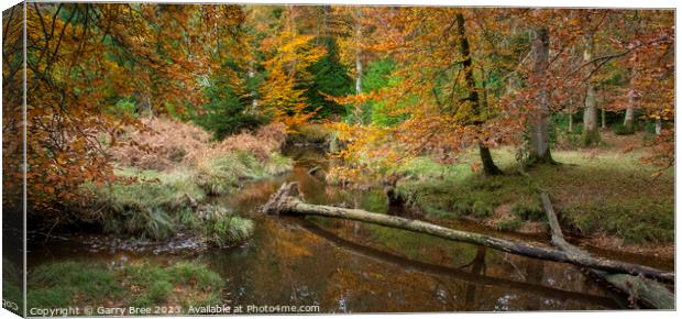 Autumnal New Forest Canvas Print by Garry Bree